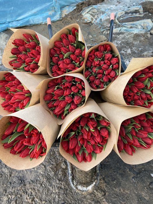 Голландские Тюльпаны, предзаказ!