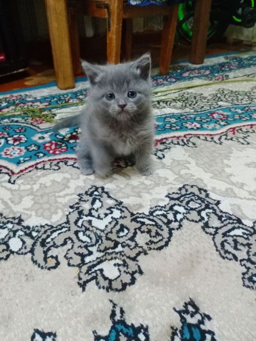 Продаются котята породы Скоттиш Страйт