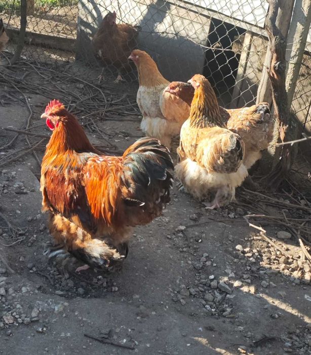 Петли Кохинхин 10 броя