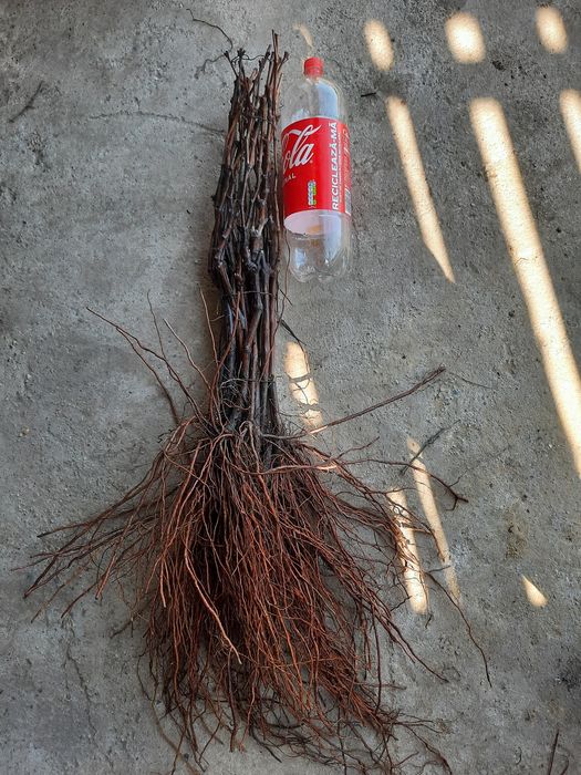 Butași Viță De Vie Hibridă