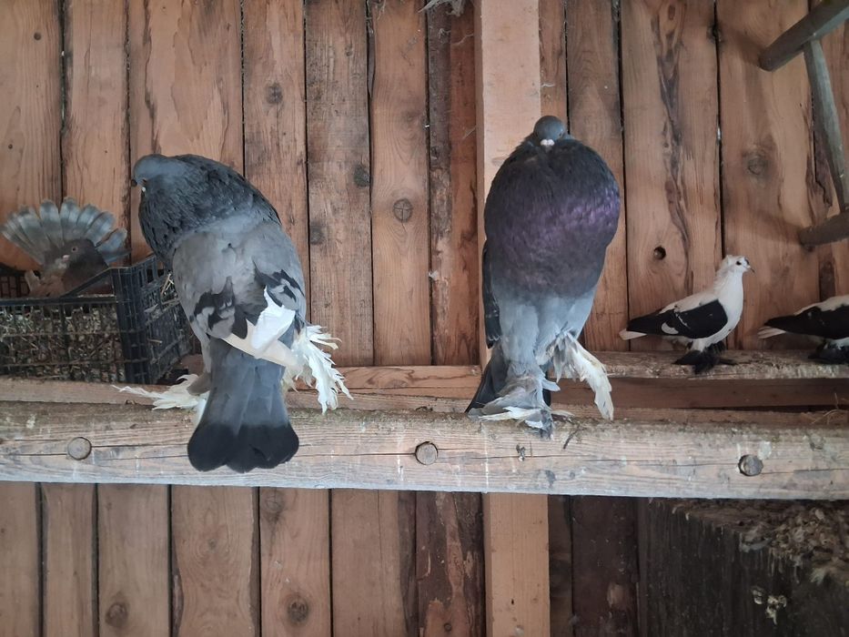 Rîndunele  și gușați de pomerania