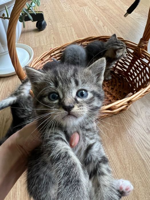 Котята в добрые  руки