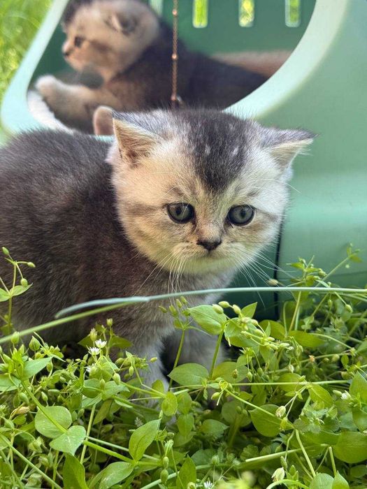 Shinshilla mushukchalar продаётся породистые котята