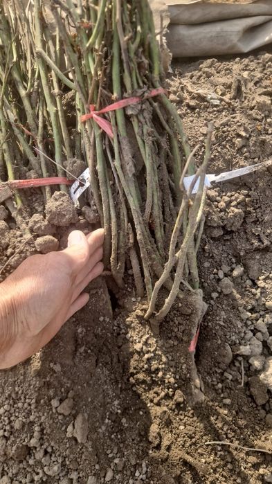 Продаю саженцы розы