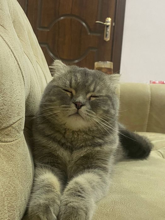 Кошка.              .