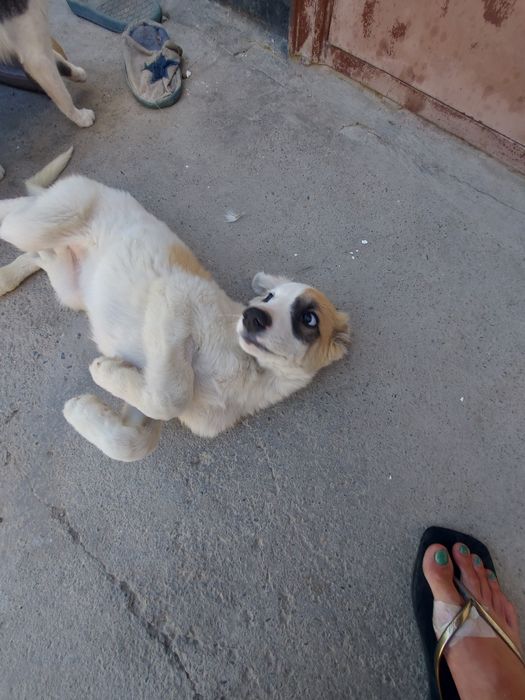 Отдам щенка девочку в добрые руки