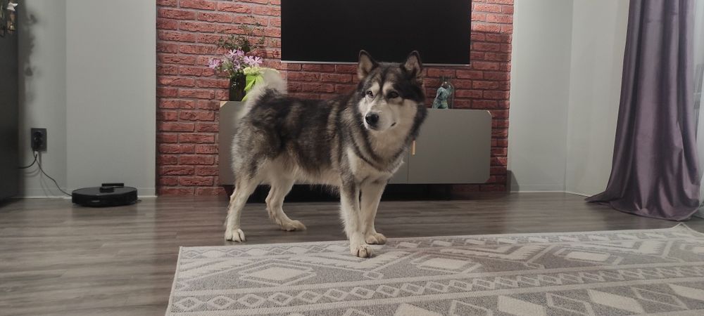 Аляскинский маламут ищет невесту