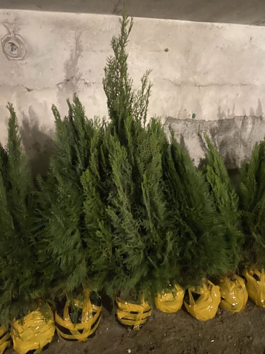 Сибирская  многолистовая туя