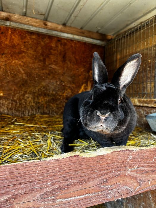 Vând iepuri Rex pitic