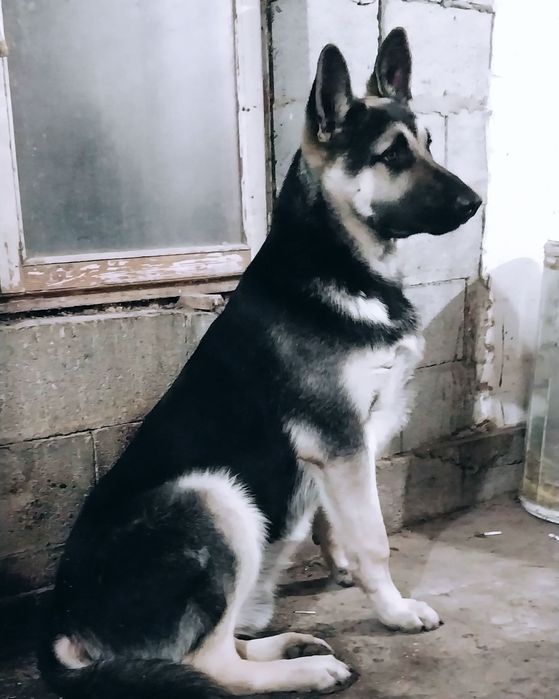 Вязка ВЕО без документов