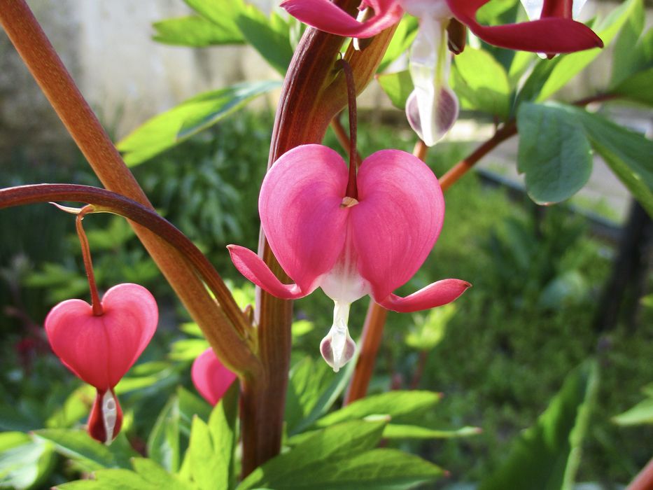 Дигитален фотоапарат Canon IXUS 185