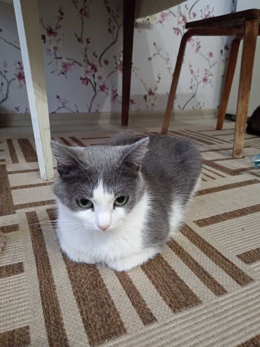 Кошка ищет дом..