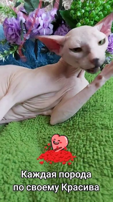 Лысая Сфинкс - девочка