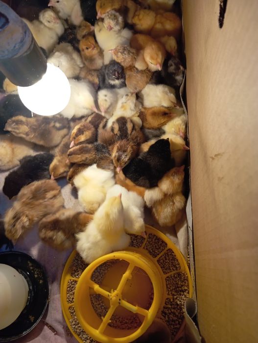 Циплята от домашних курочек