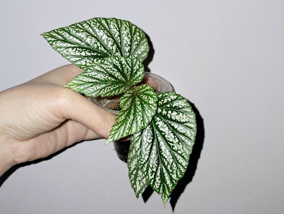 Бегония Серебристо-Крапчатая