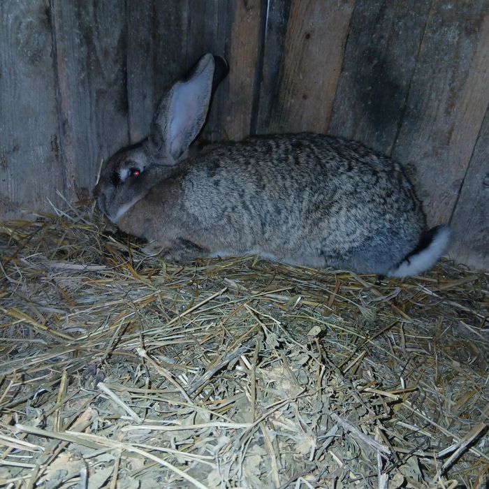 Vand doua femele urias german