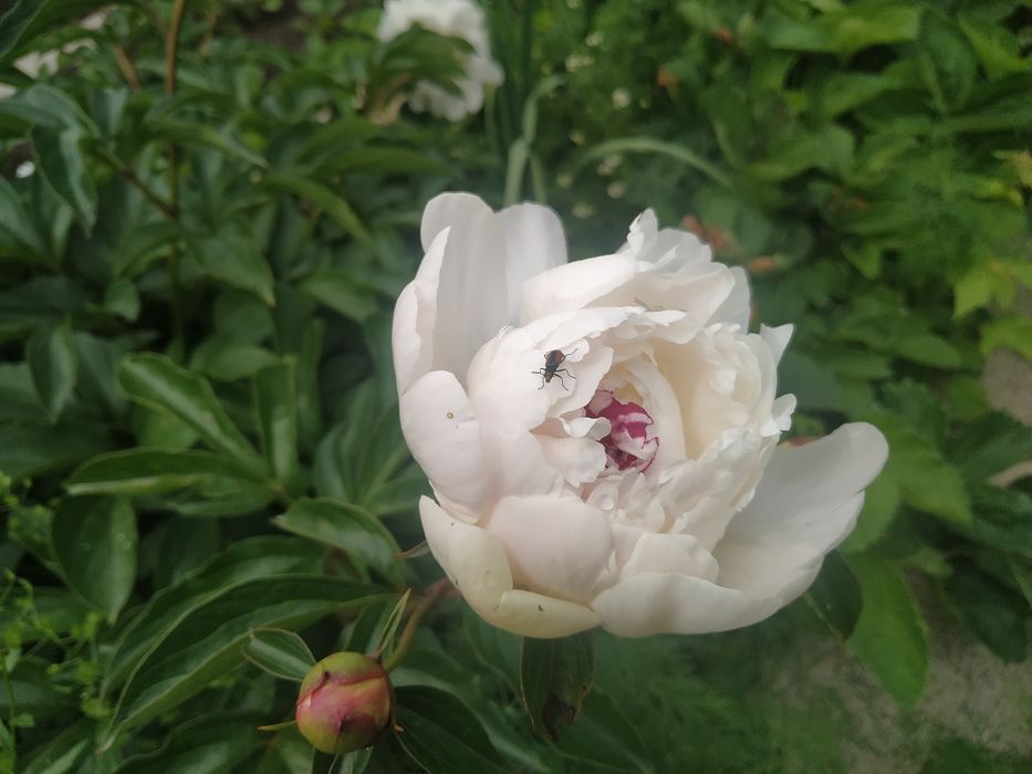 Продам корни пиона на посадку