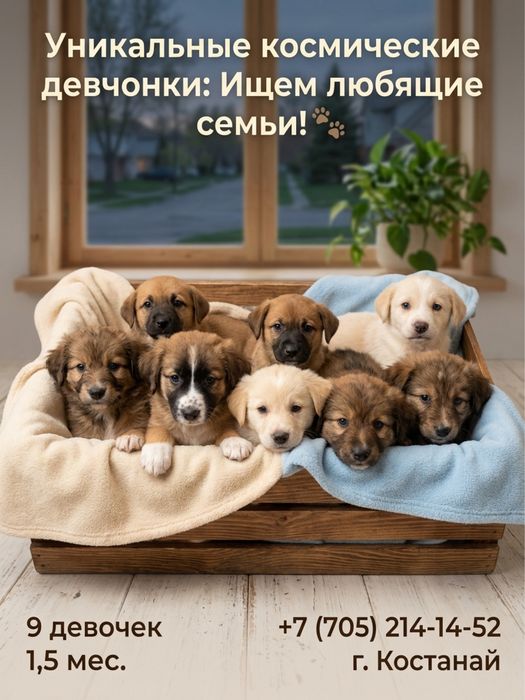 Милые щенки в добрые руки