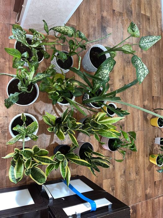 Цветы комнатные 3000тг. - 5000 тг