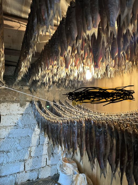 Рыбец малосольный