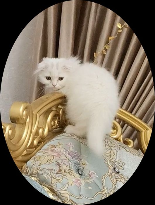 Кот породистый Навои