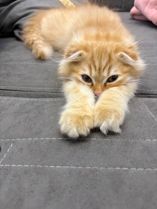 Yush 5 oylik Ismini ozila qoyasiz