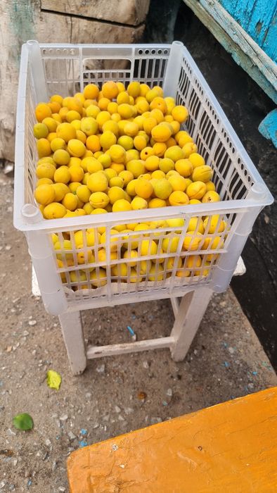 Продам саженцы абрикоса