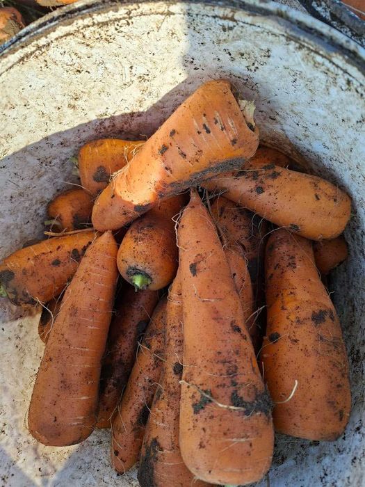 Продам морковь оптом