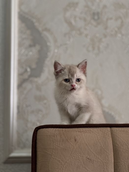 Британская шиншилла blue point. Нежная, спокойная.