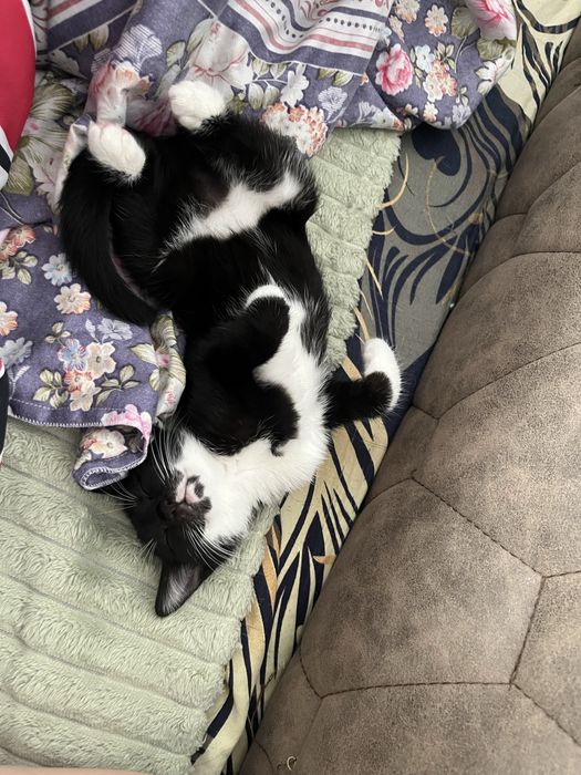 Котенок девочка в добрые руки