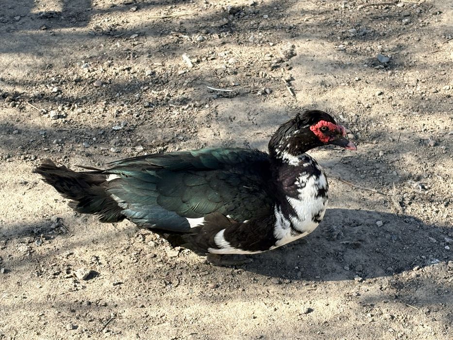 Индоутка Селезень племяной.