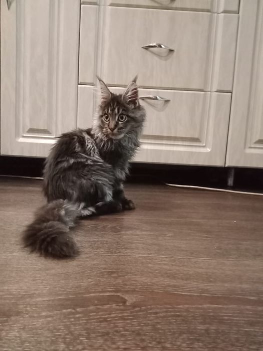 Котята Мейнкуны!