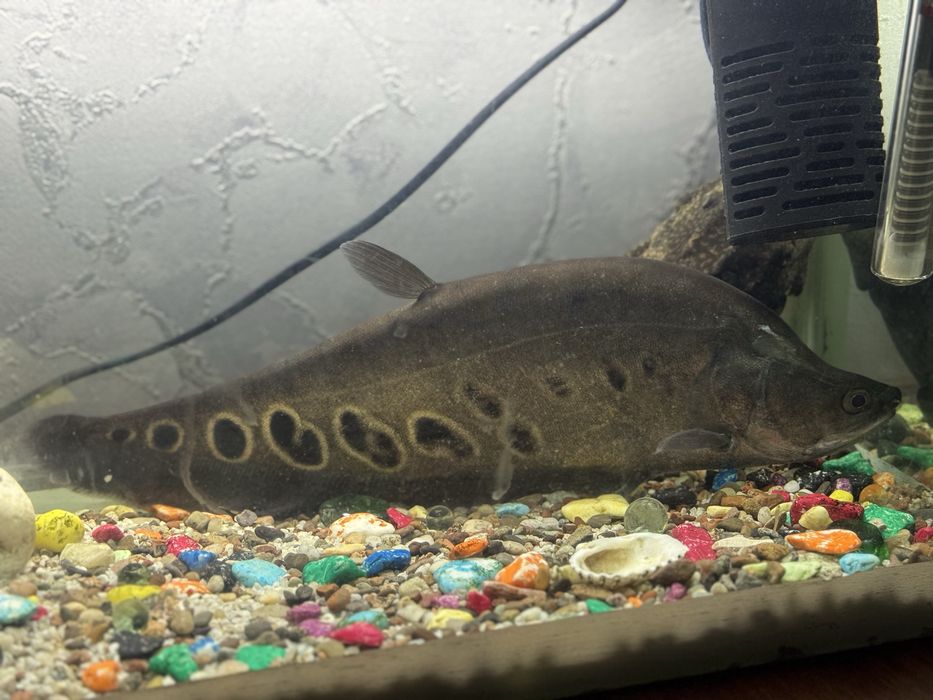 Индийский нож рыба