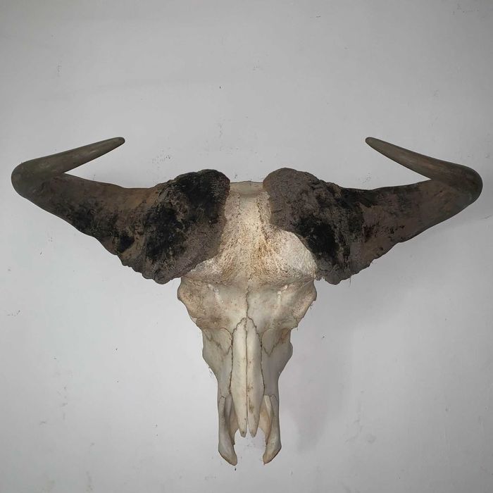 Trofeu cap de bivol african de apa