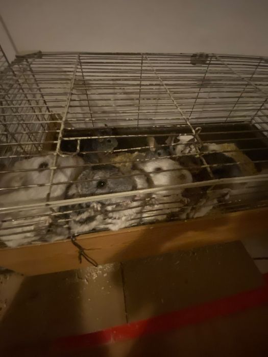 Chinchilla de vânzare!