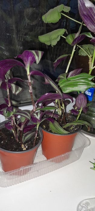 Цветы комнатные недорого. 1000т.