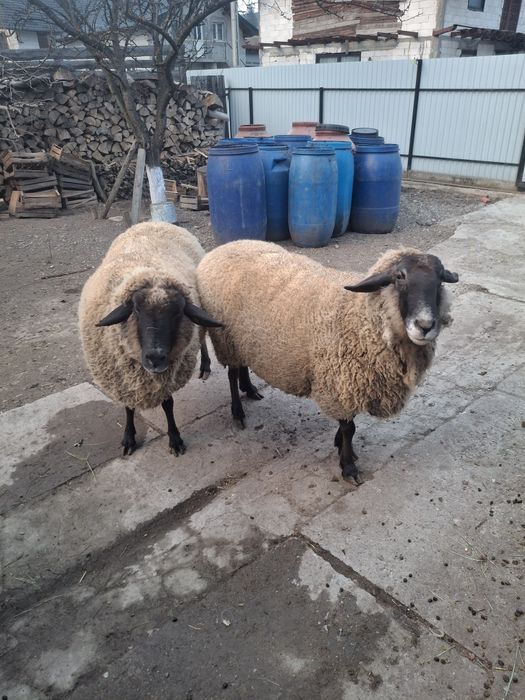 Vând două oi sufolk