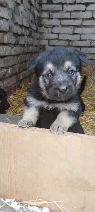 Резерв. Щенки ВЕО