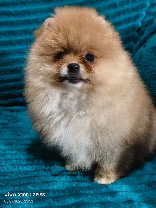 Очаровательные щенки шпица.