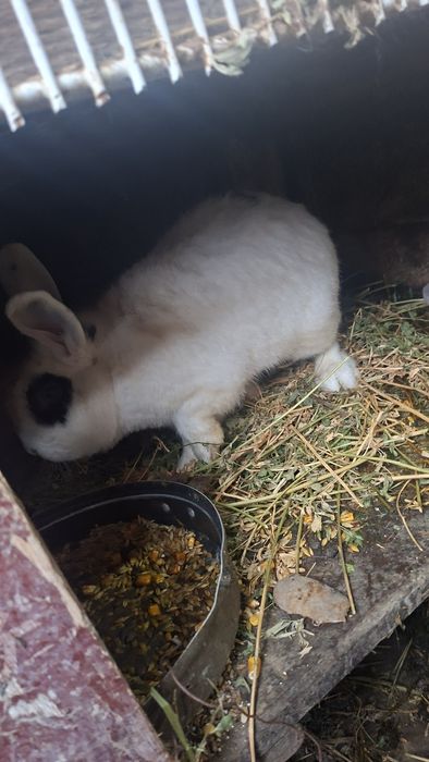 Vând iepuri : hycole francez , uriaș german ,  cap de leu