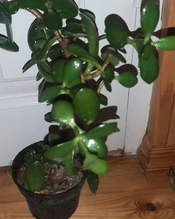 Продам комнатные цветы