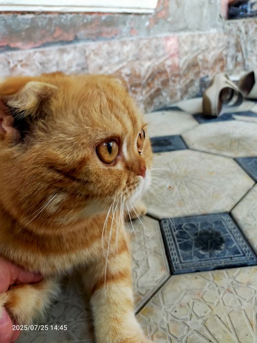 Кот вислоухий бритш