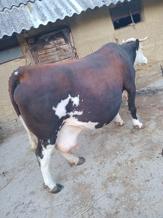 Vaca gestanta in 8 luni balțata romaneasca