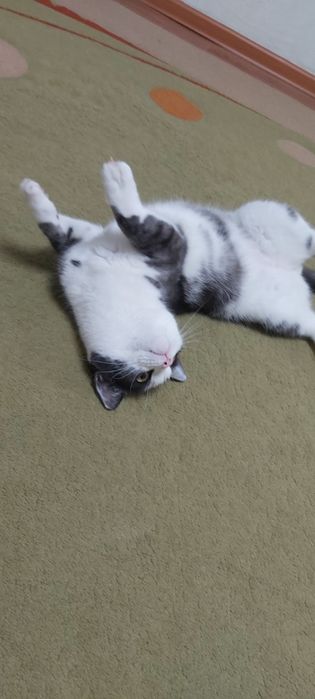 Отдам кота в добрые руки.