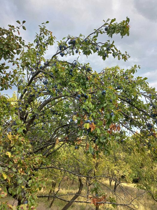 Prune grase culese pentru țuică