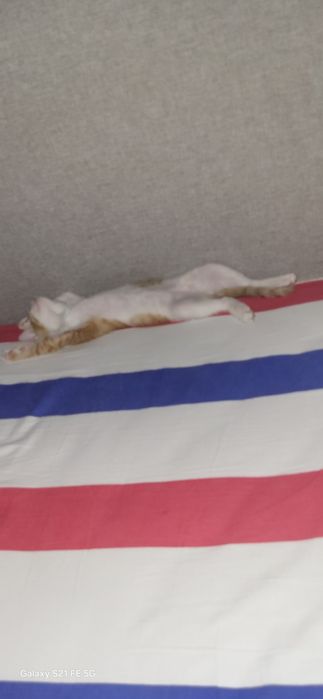 Котенок в хорошие руки