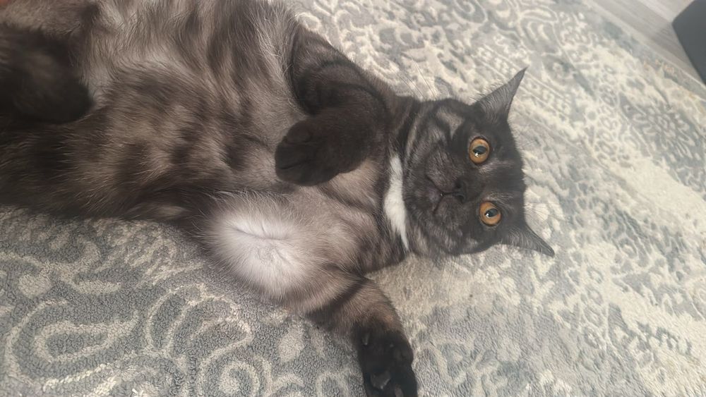 Отдам кота в добрые руки
