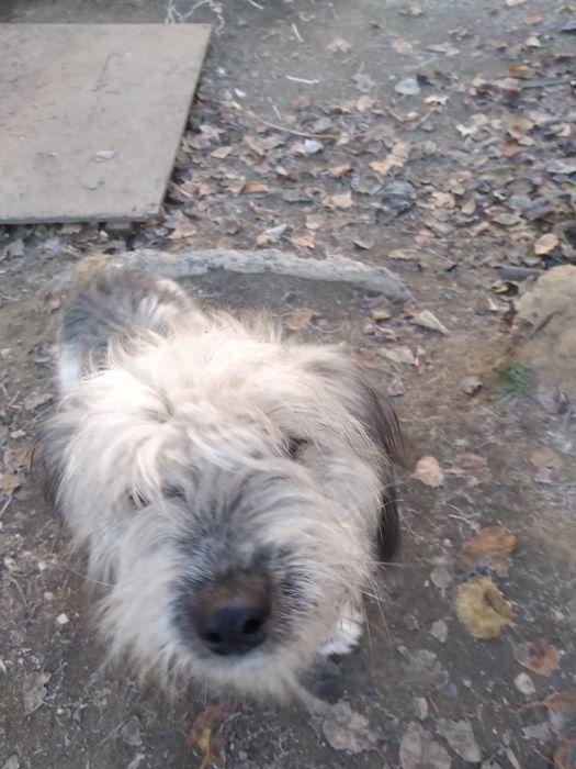 Собаки щенята дворняги