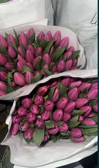 Тюльпан ОПТОМ предзаказ