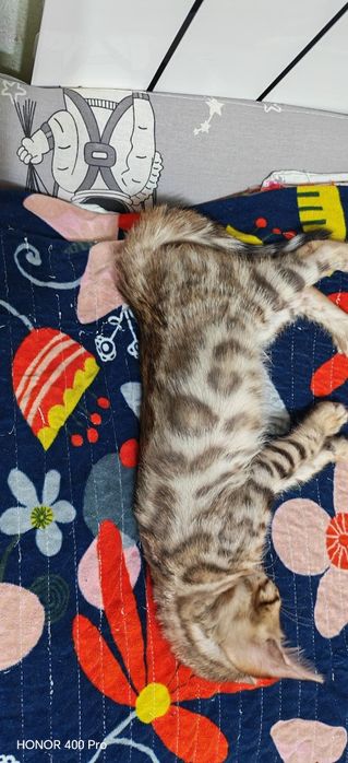 Бенгальские котята